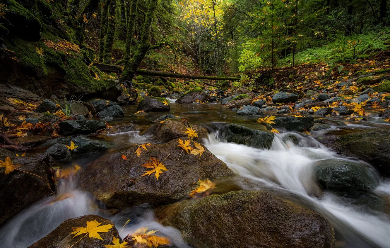 Photo wallpaper autumn, forest, leaves, stream, stones, CA, river, California
