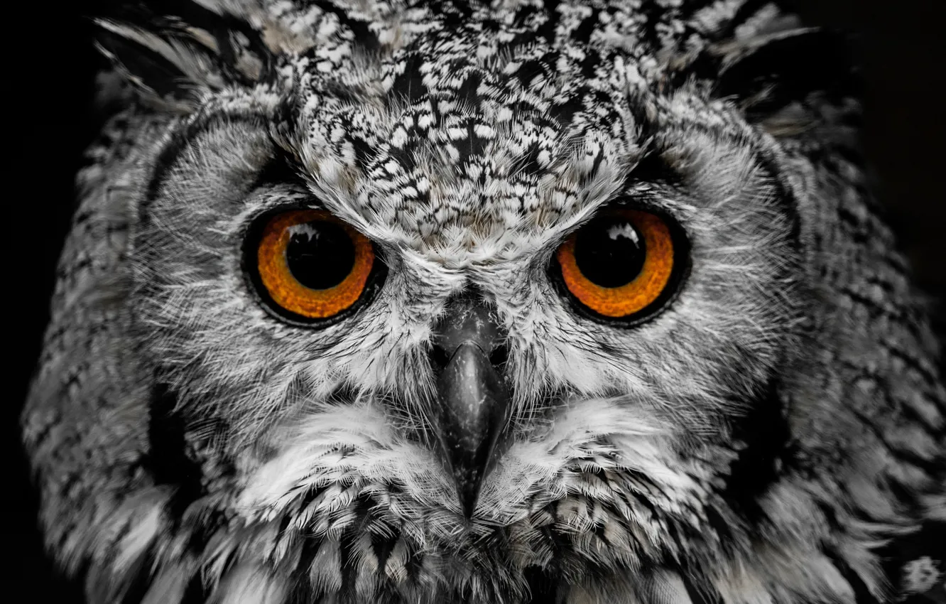 Photo wallpaper look, owl, feathers