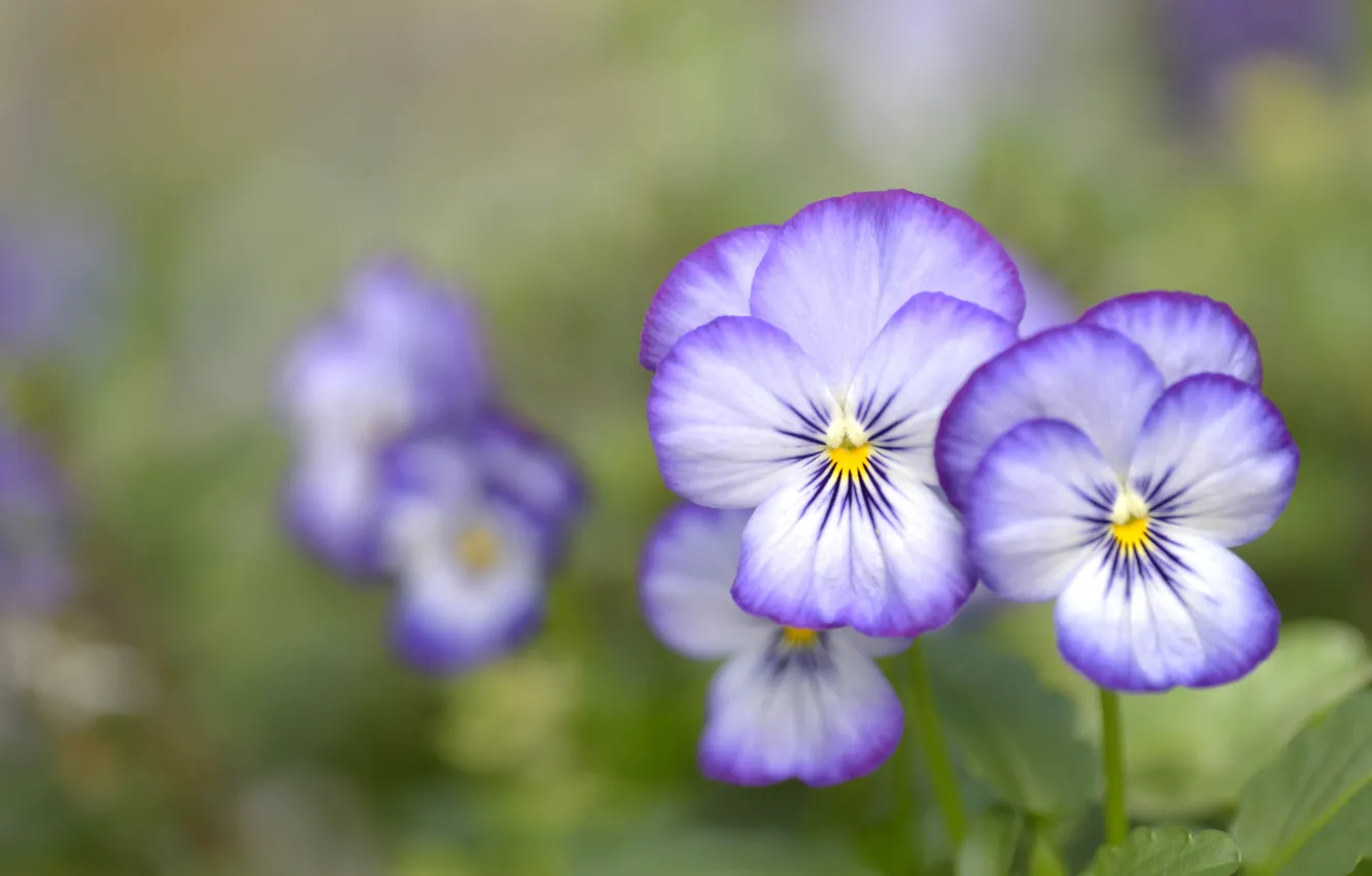 Photo wallpaper flowers, Pansy, lilac