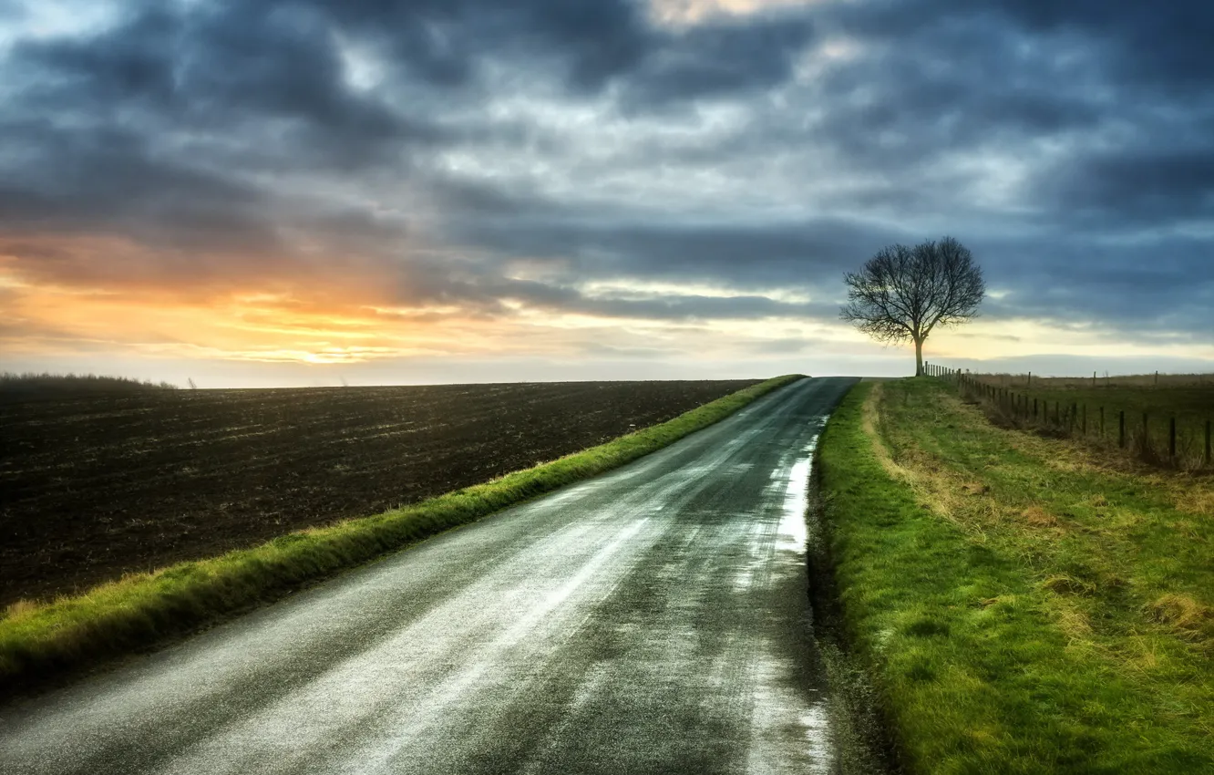 Photo wallpaper road, tree, morning