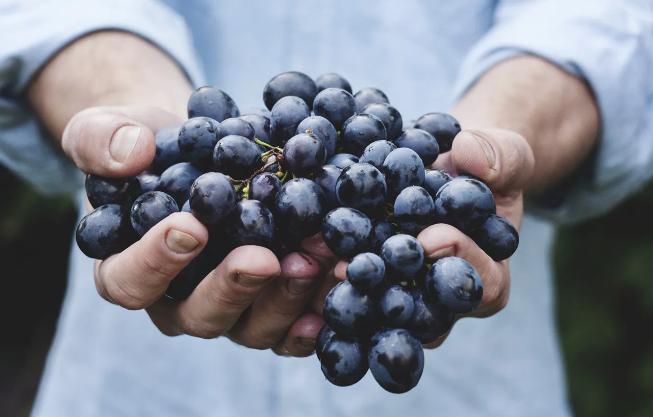 Photo wallpaper blue, hands, harvest, grapes, large