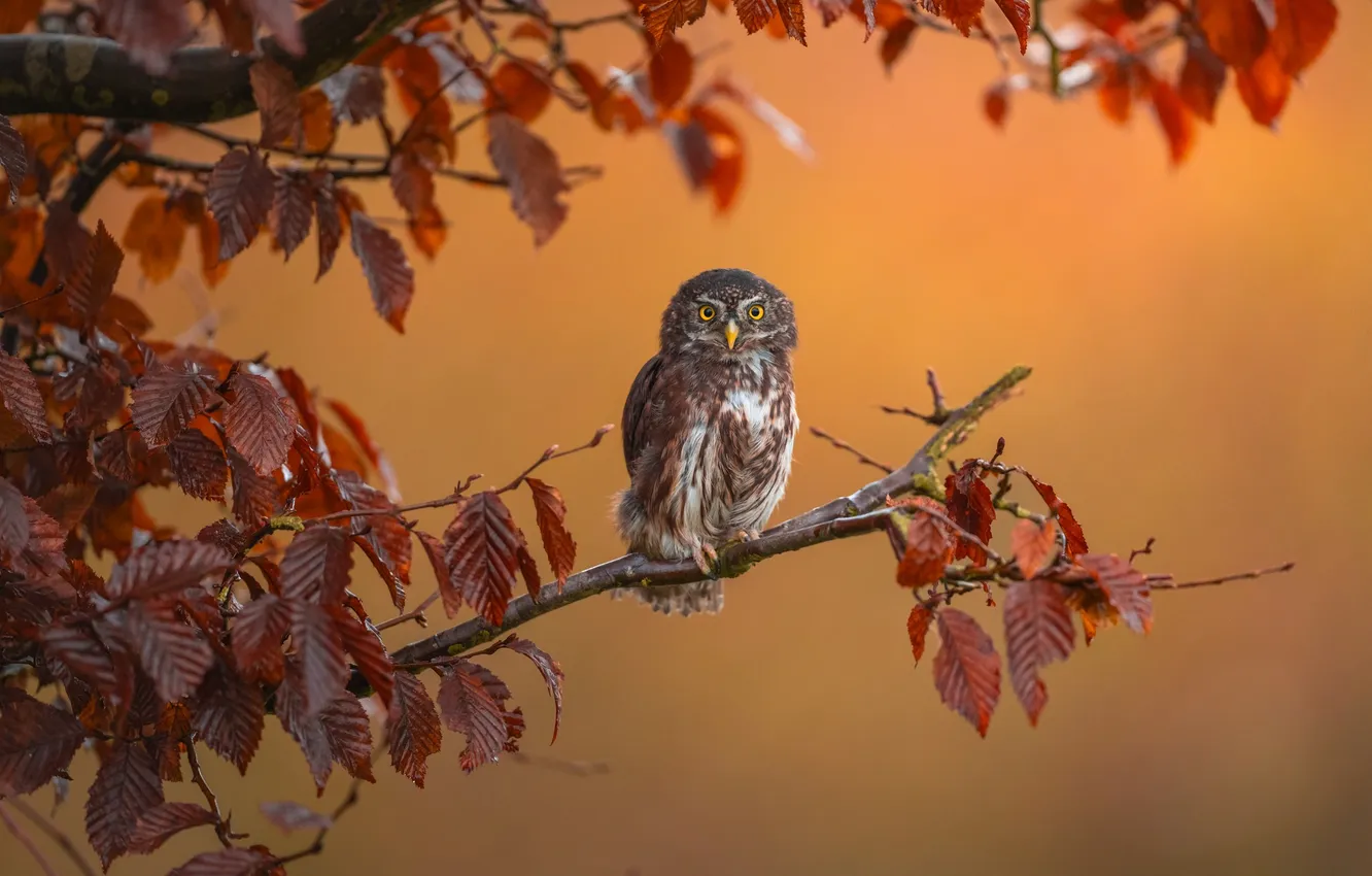 Photo wallpaper leaves, branches, background, owl, bird, Pygmy owl