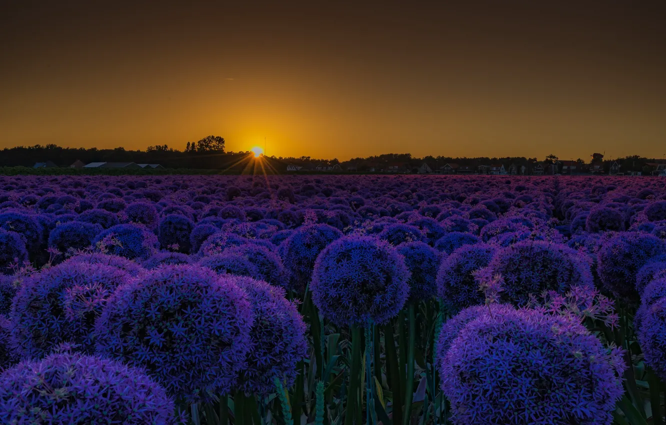 Photo wallpaper field, sunset, flowers, bow