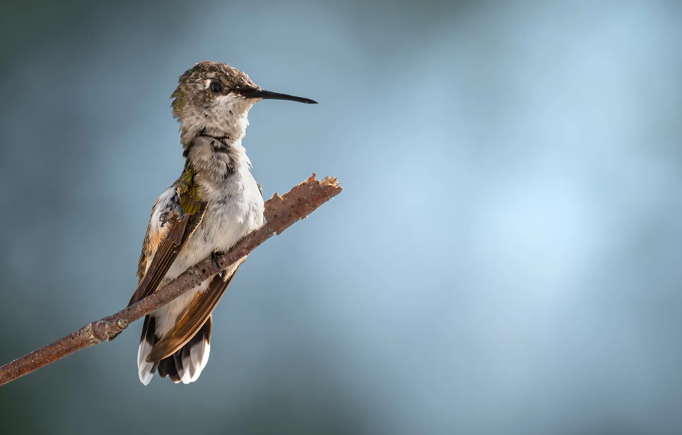 Photo wallpaper branches, bird, beak, bokeh, Fuzzy, Atul Saluja