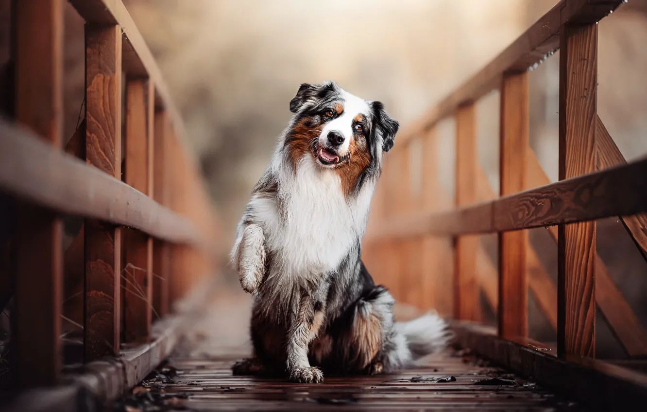 Photo wallpaper bridge, paw, dog, Australian shepherd, Aussie