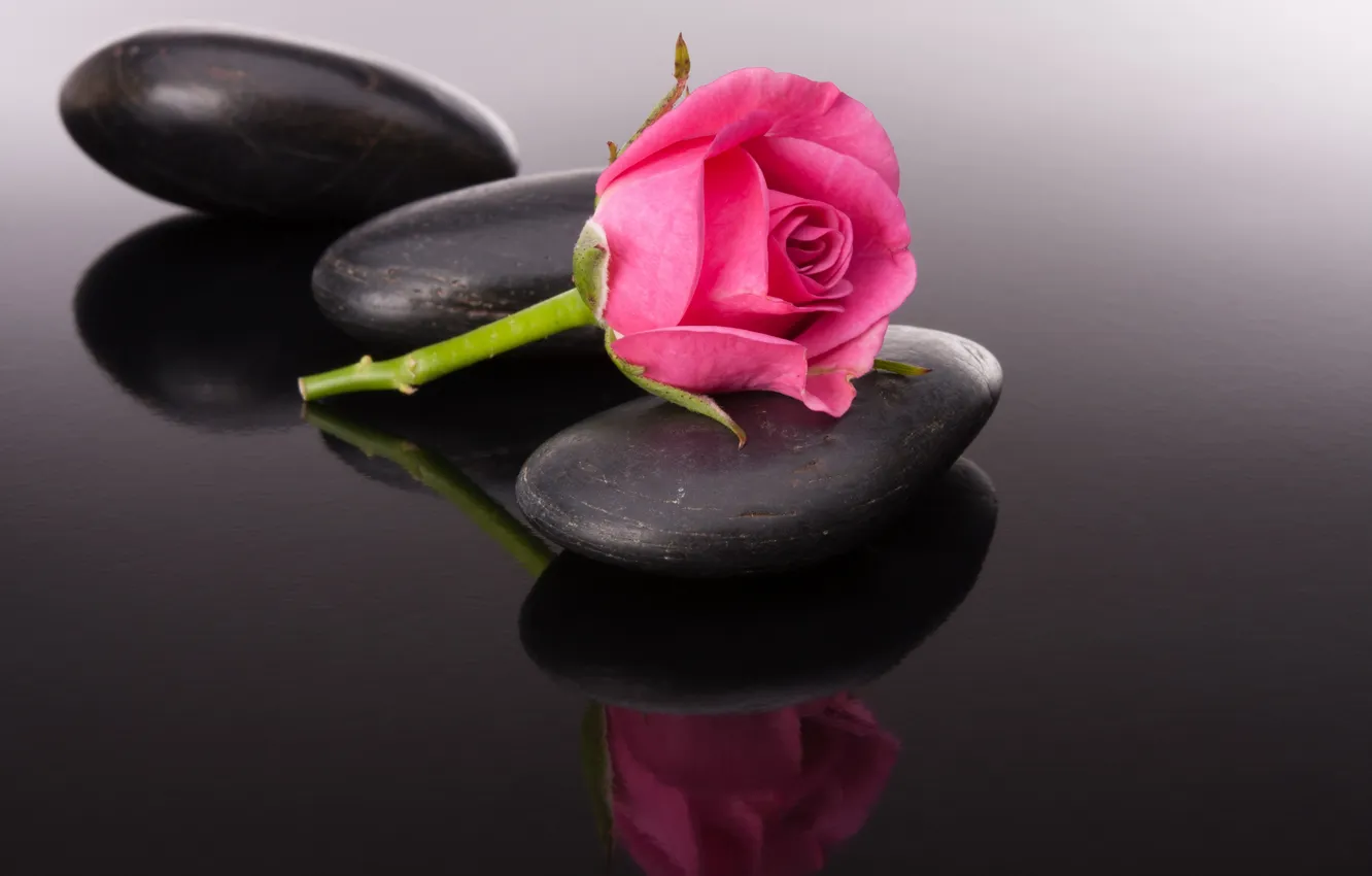 Photo wallpaper flowers, buds, flower, stone, pebbles, Pink rose, bud, pink rose