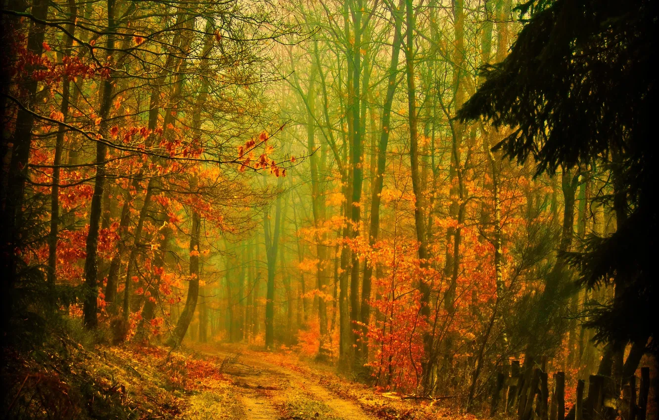 Photo wallpaper road, autumn, forest, trees, nature, foliage