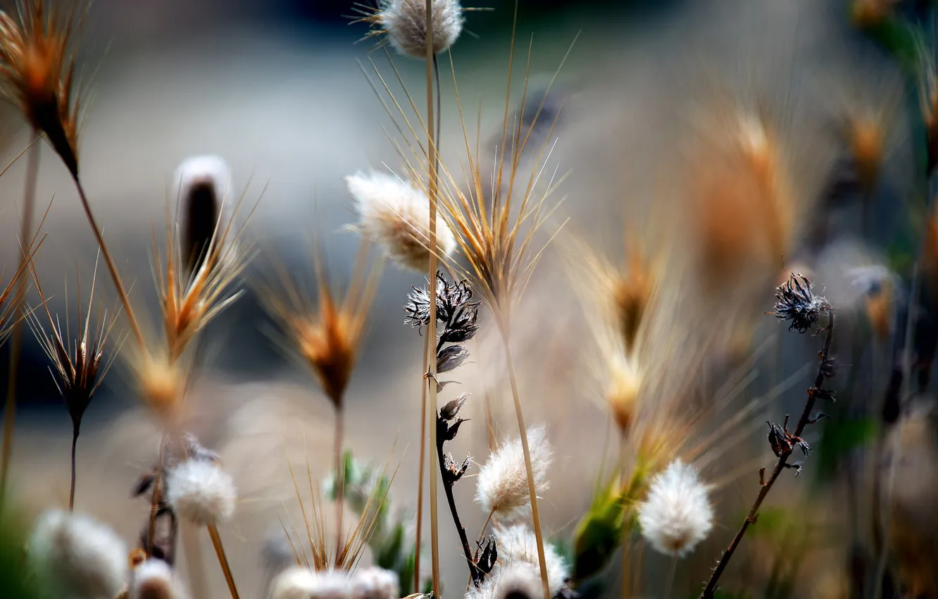 Photo wallpaper field, flowers, nature, plant, stem