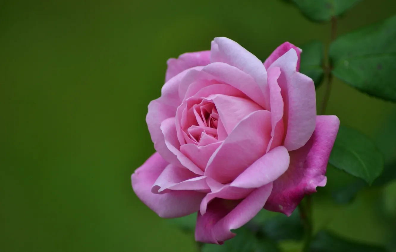 Photo wallpaper macro, roses, petals, buds