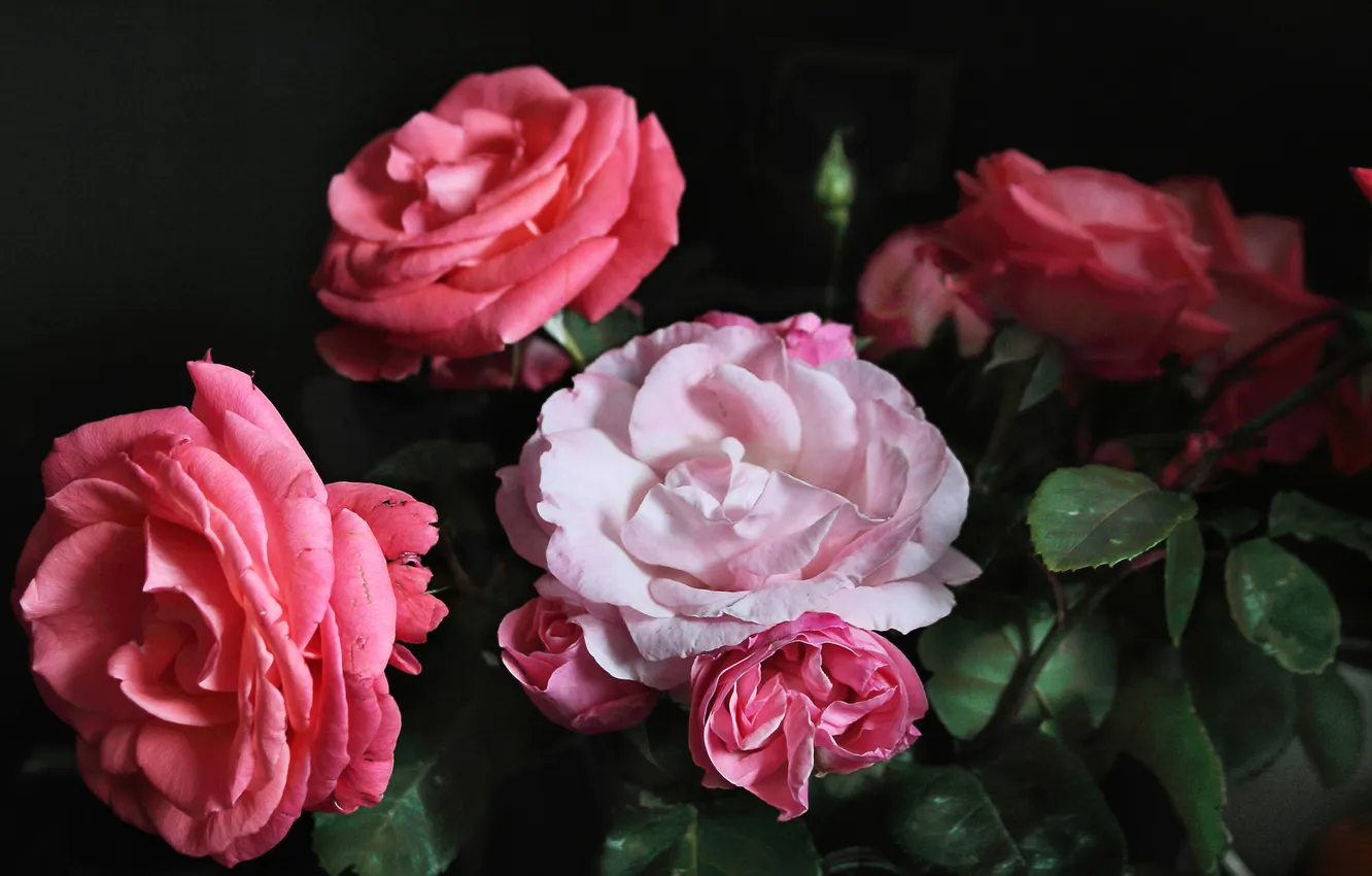 Photo wallpaper background, black, roses, pink