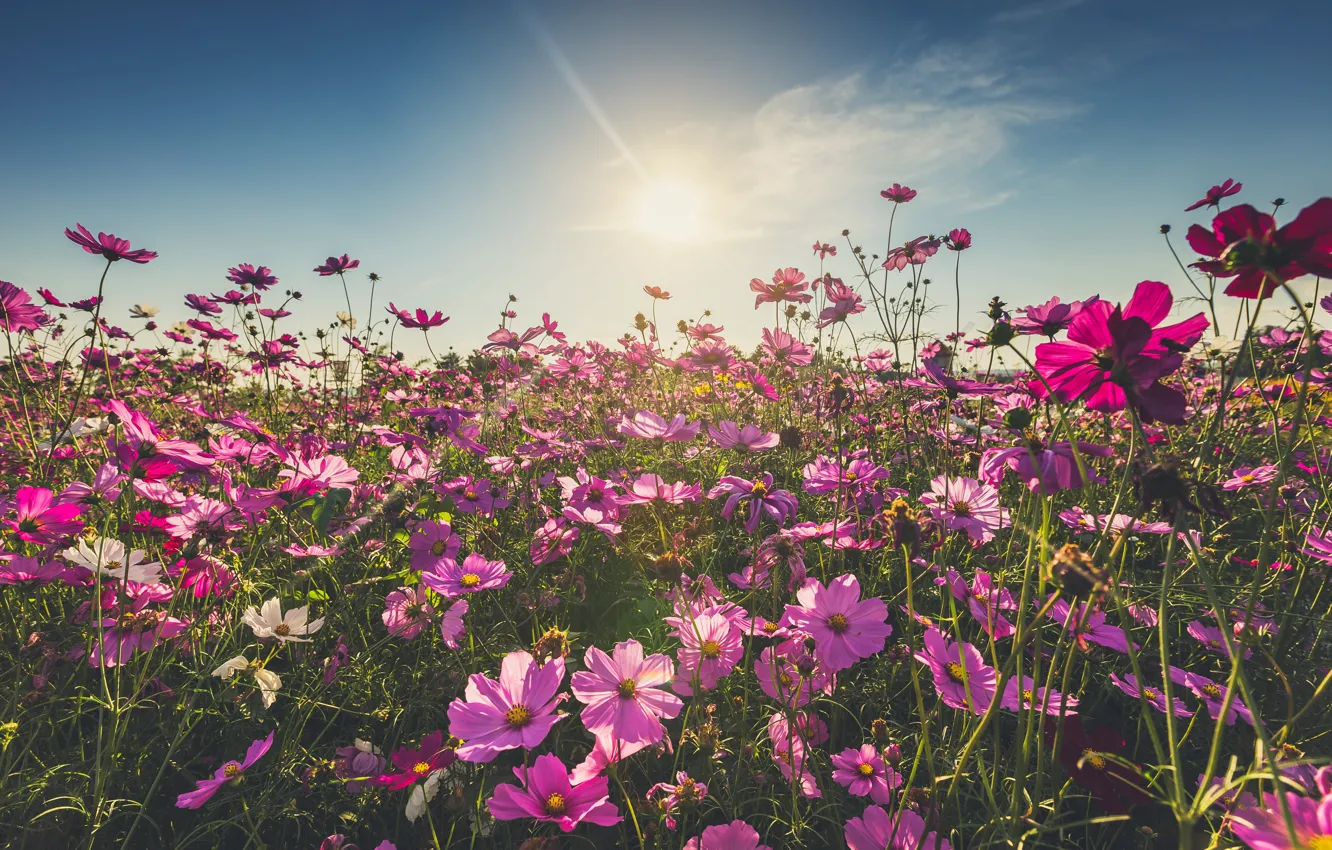 Photo wallpaper field, summer, flowers, summer, pink, field, pink, flowers