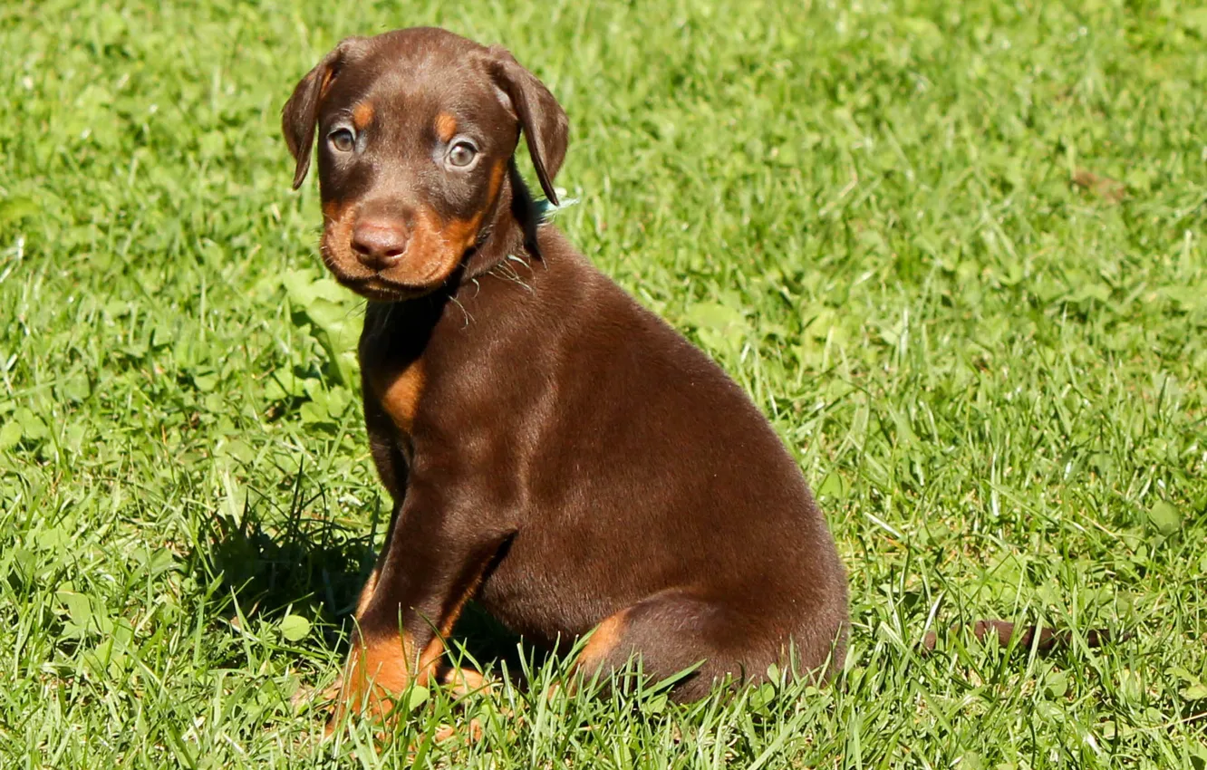 Photo wallpaper weed, brown, puppy, dogs, doberman, doberman4life