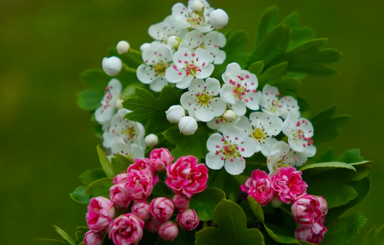 Photo wallpaper flower, color, twig, blooming