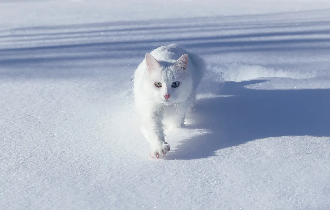Photo wallpaper winter, cat, white, cat, light, snow, pose, paw