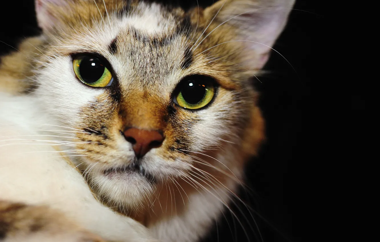 Photo wallpaper eyes, cat, look, Koshak