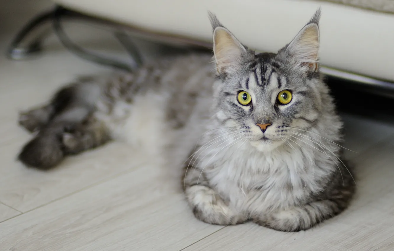 Photo wallpaper cat, cat, grey, Board, lies, Maine Coon