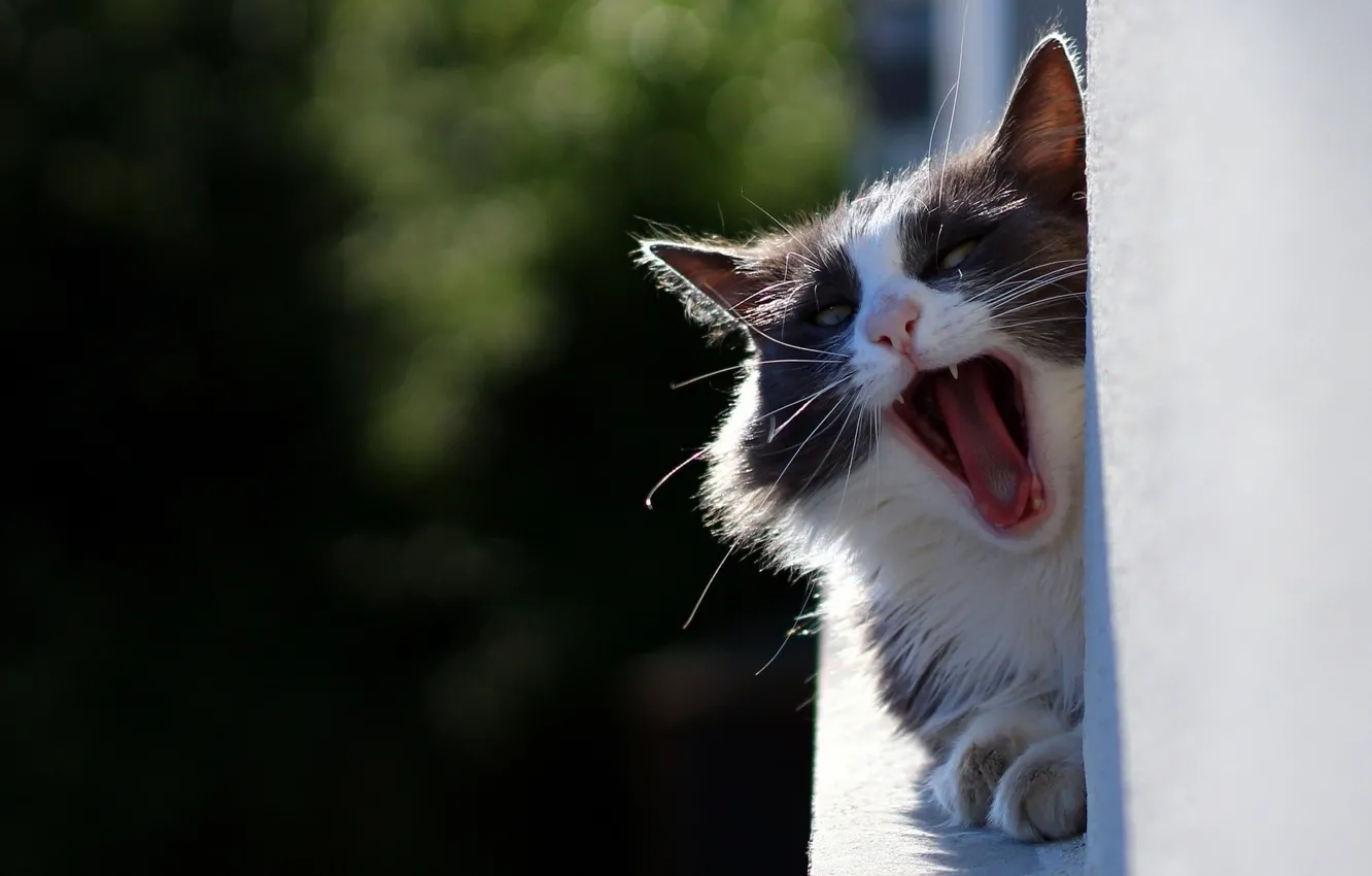 Photo wallpaper cat, cat, yawns, yawn