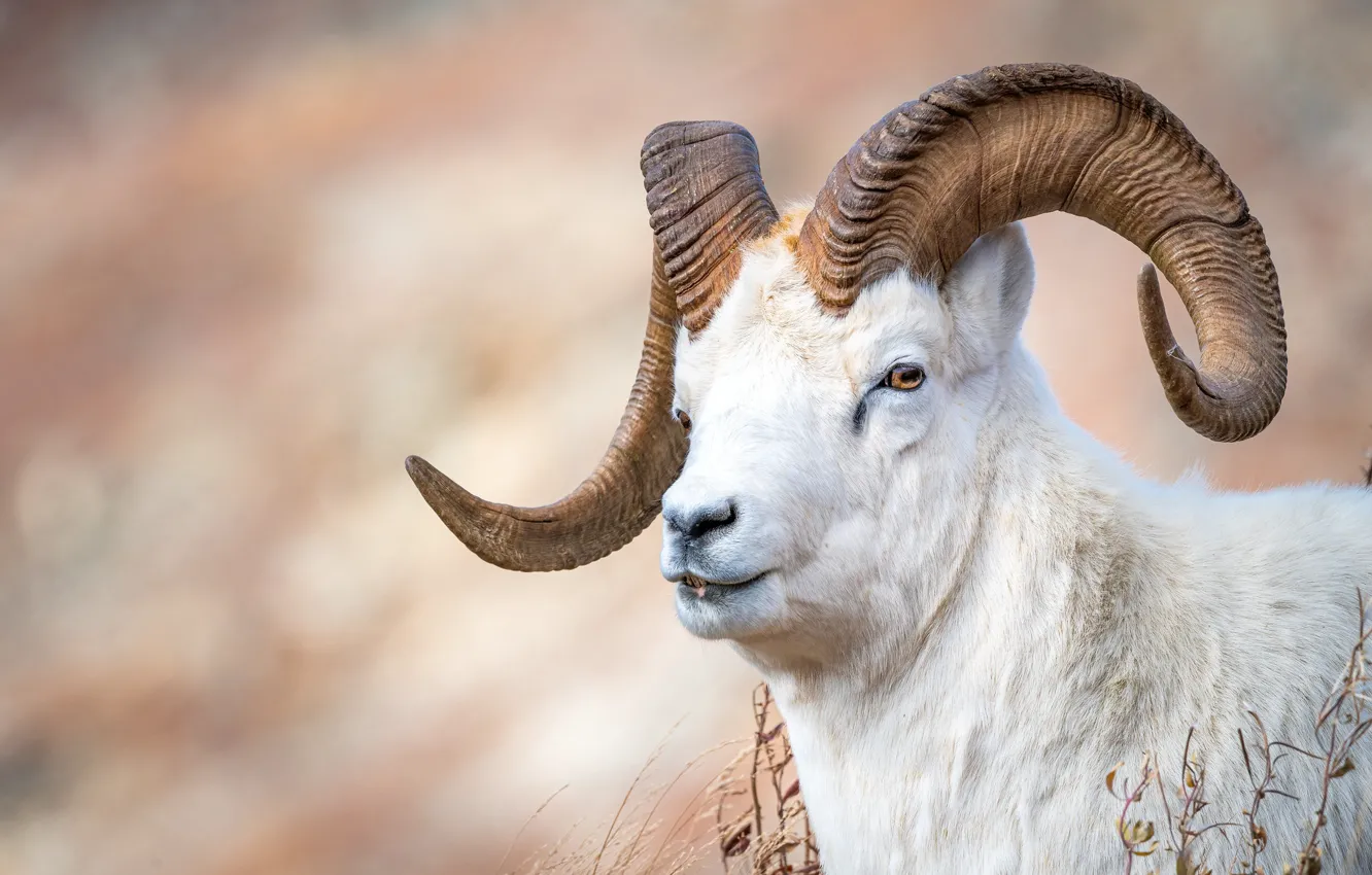 Photo wallpaper face, horns, bokeh, goat