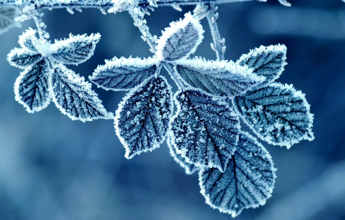 Photo wallpaper winter, frost, leaves, pattern, rose, morning, frost