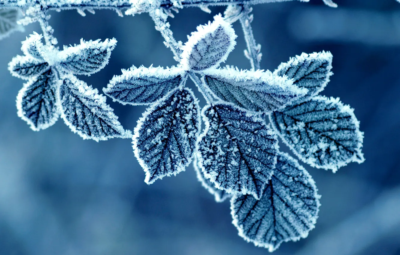 Photo wallpaper winter, frost, leaves, pattern, roses, morning, frost