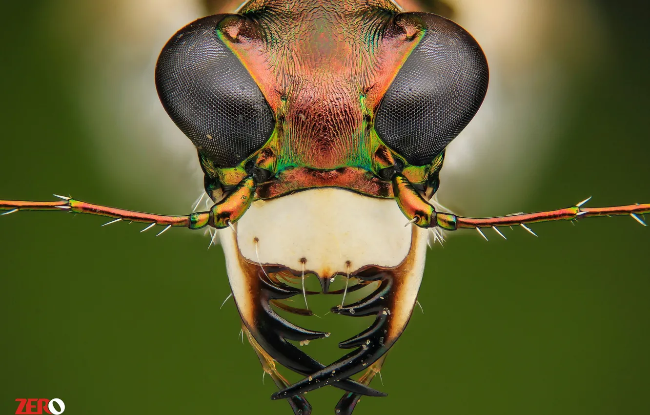 Photo wallpaper macro, background, portrait, insect