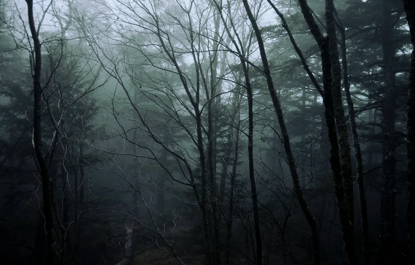 Photo wallpaper forest, trees, nature, fog, Japan, Japan, North Yatsugatake mountains