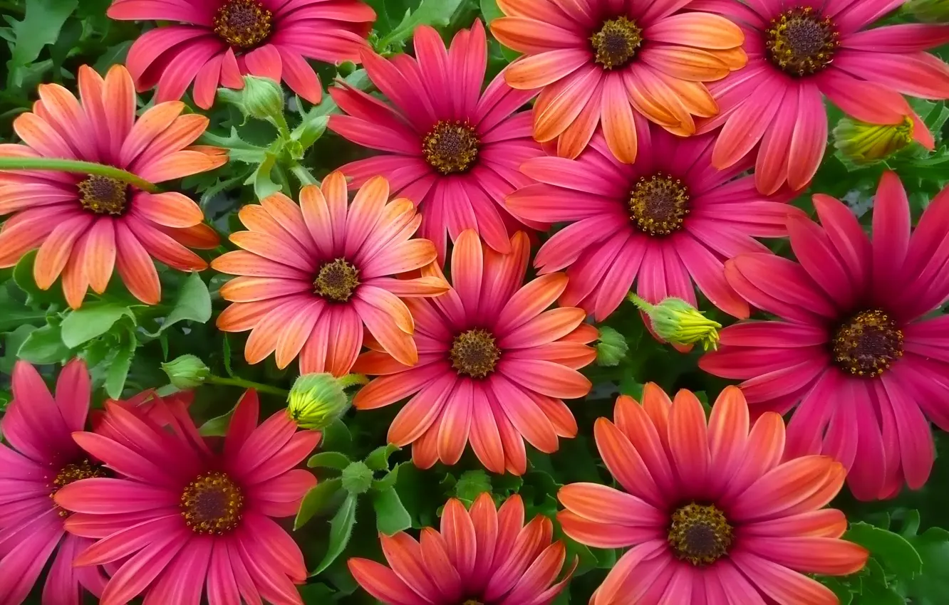 Photo wallpaper petals, buds, Osteospermum