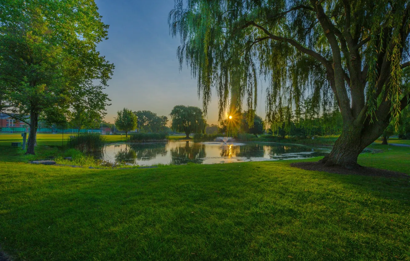 Photo wallpaper summer, the sun, trees, landscape