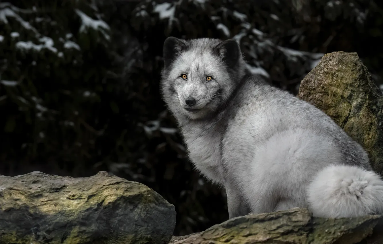 Photo wallpaper winter, look, snow, the dark background, stones, grey, sitting, Fox
