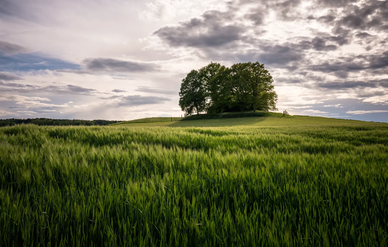Photo wallpaper field, summer, trees