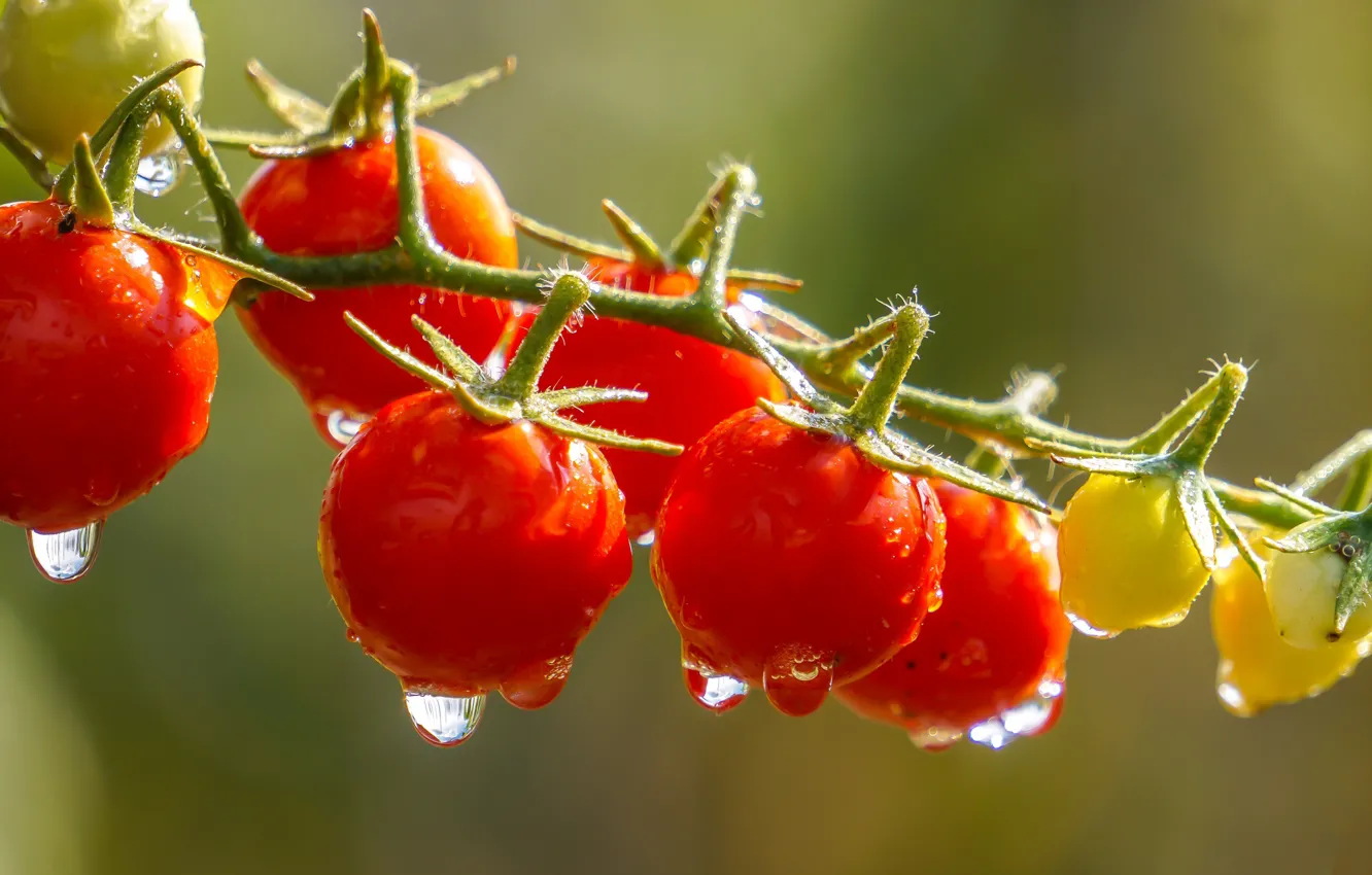 Photo wallpaper drops, macro, light, background, harvest, red, tomatoes, on the branch