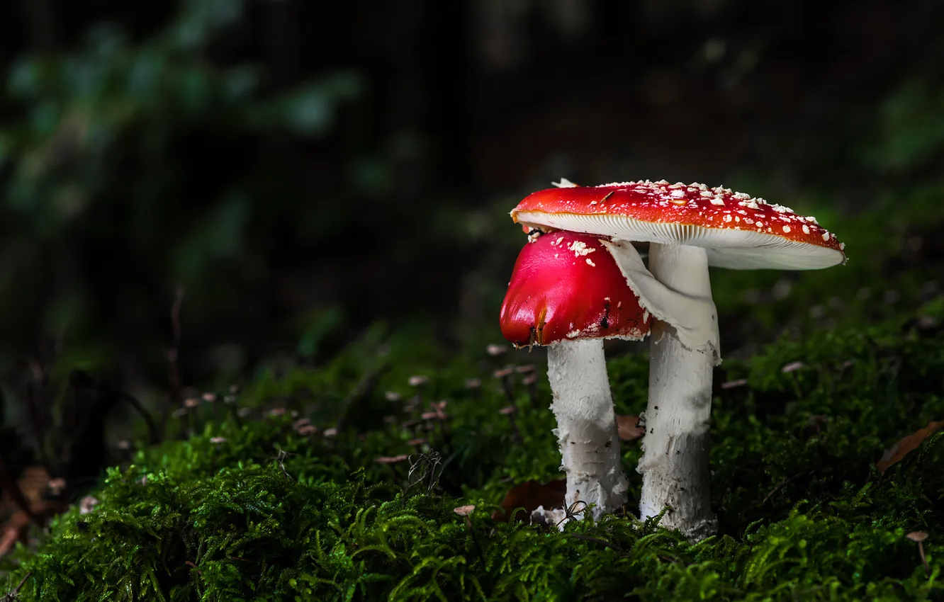 Photo wallpaper autumn, nature, the dark background, glade, mushrooms, moss, mushroom, a couple
