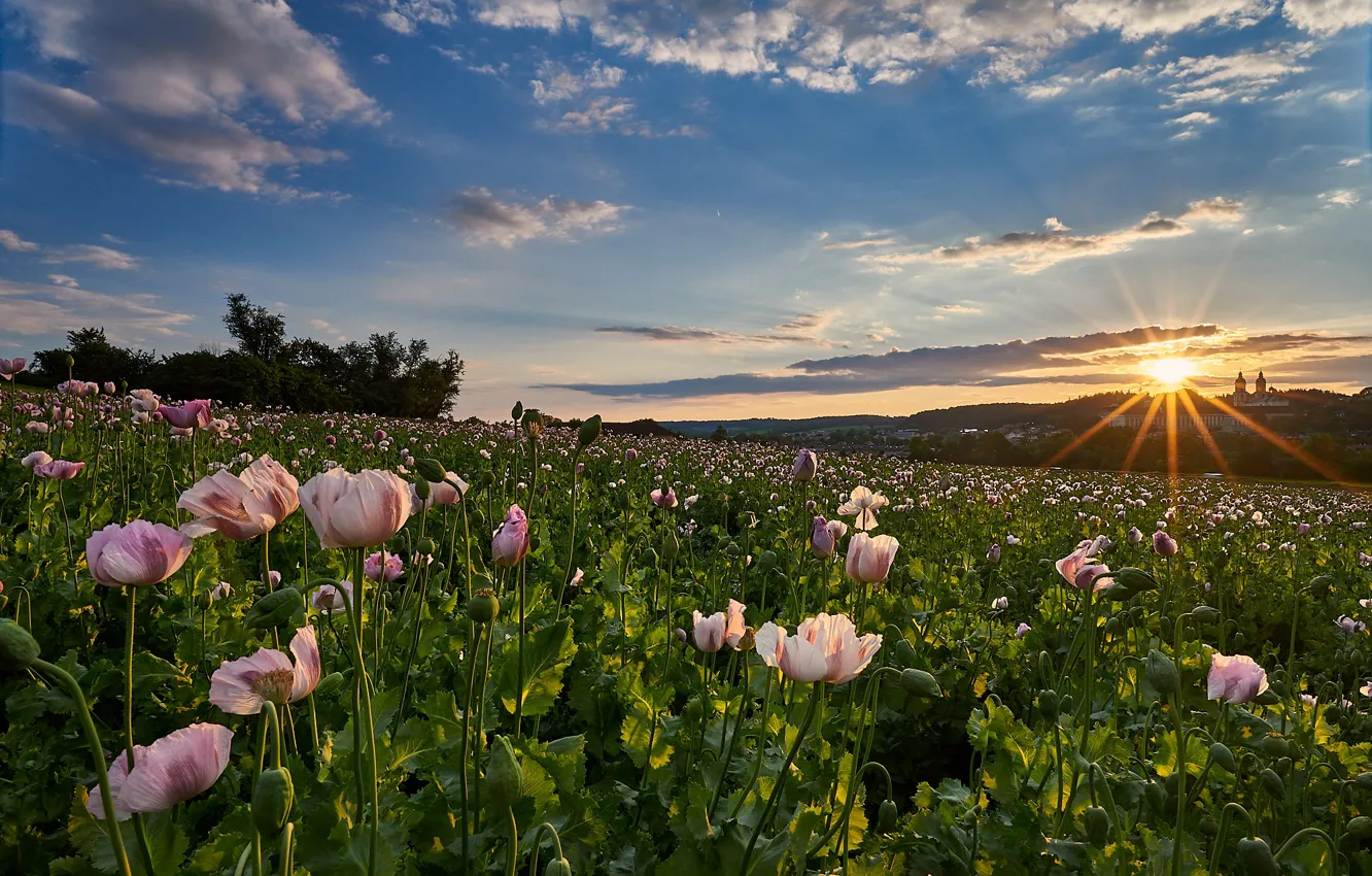 Photo wallpaper field, summer, the sun, rays, landscape, flowers, nature, dawn