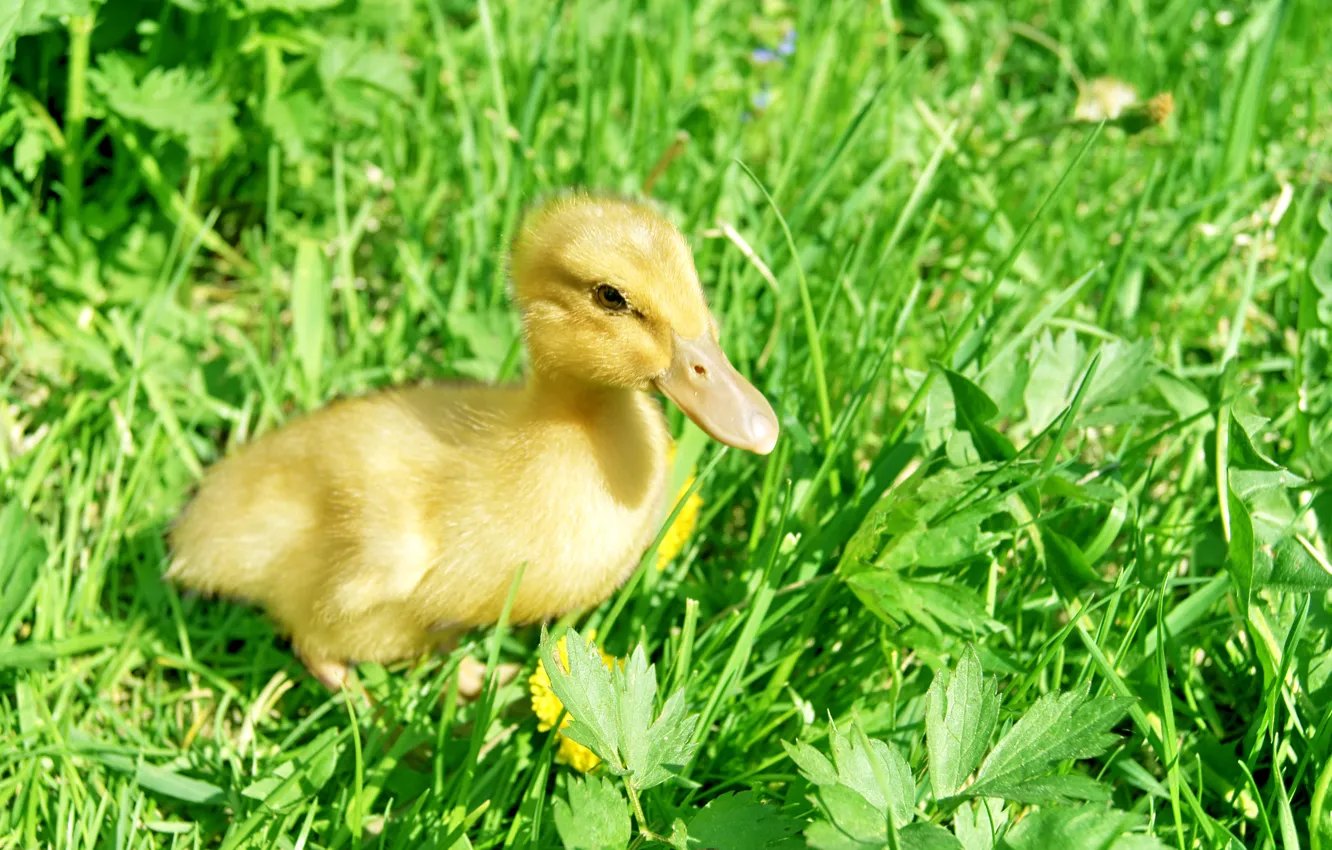 Photo wallpaper summer, grass, duck