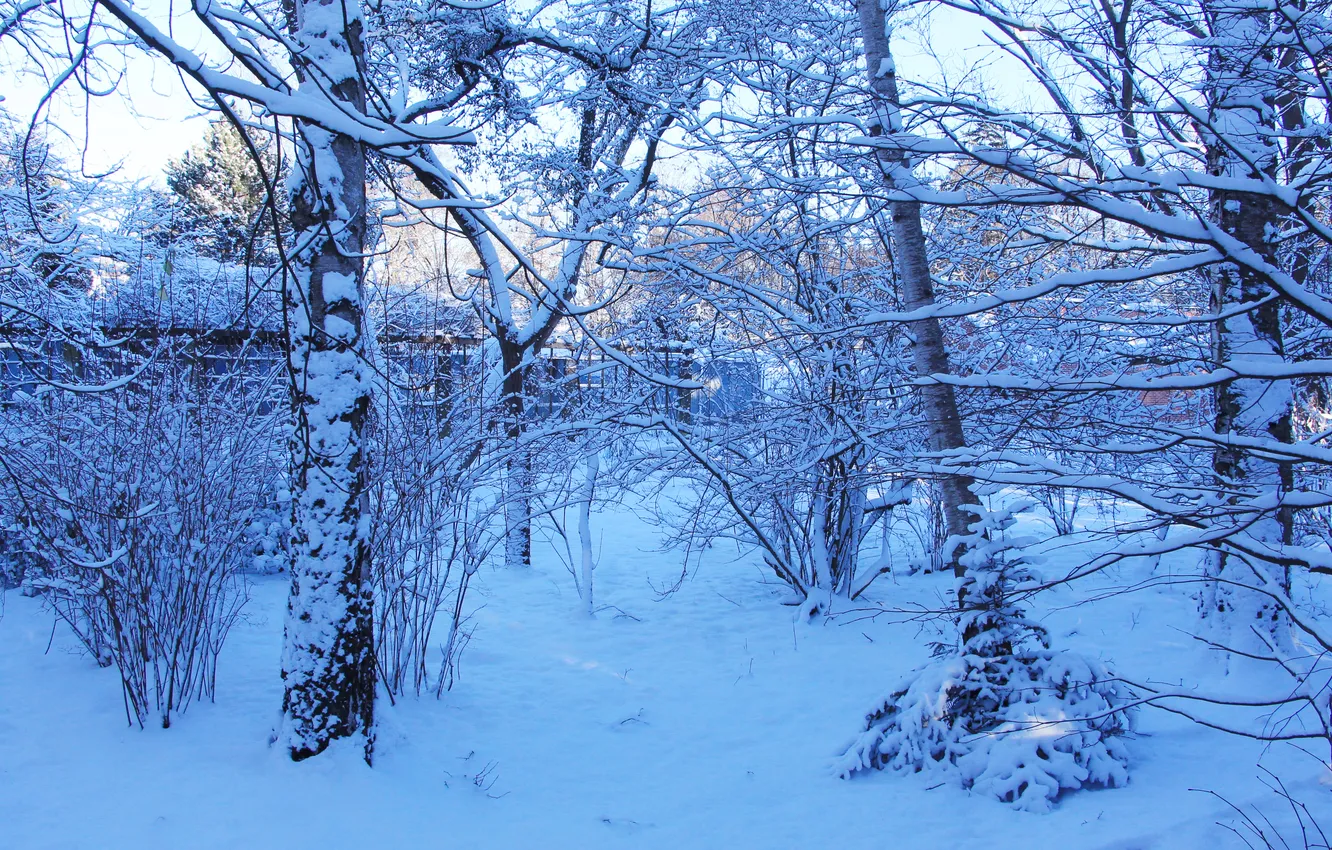Photo wallpaper trees, park, winter, snow