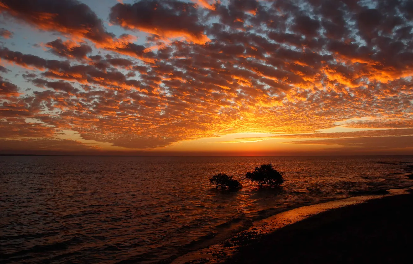 Photo wallpaper sea, beach, the sun, clouds, trees, sunset, shore, dal