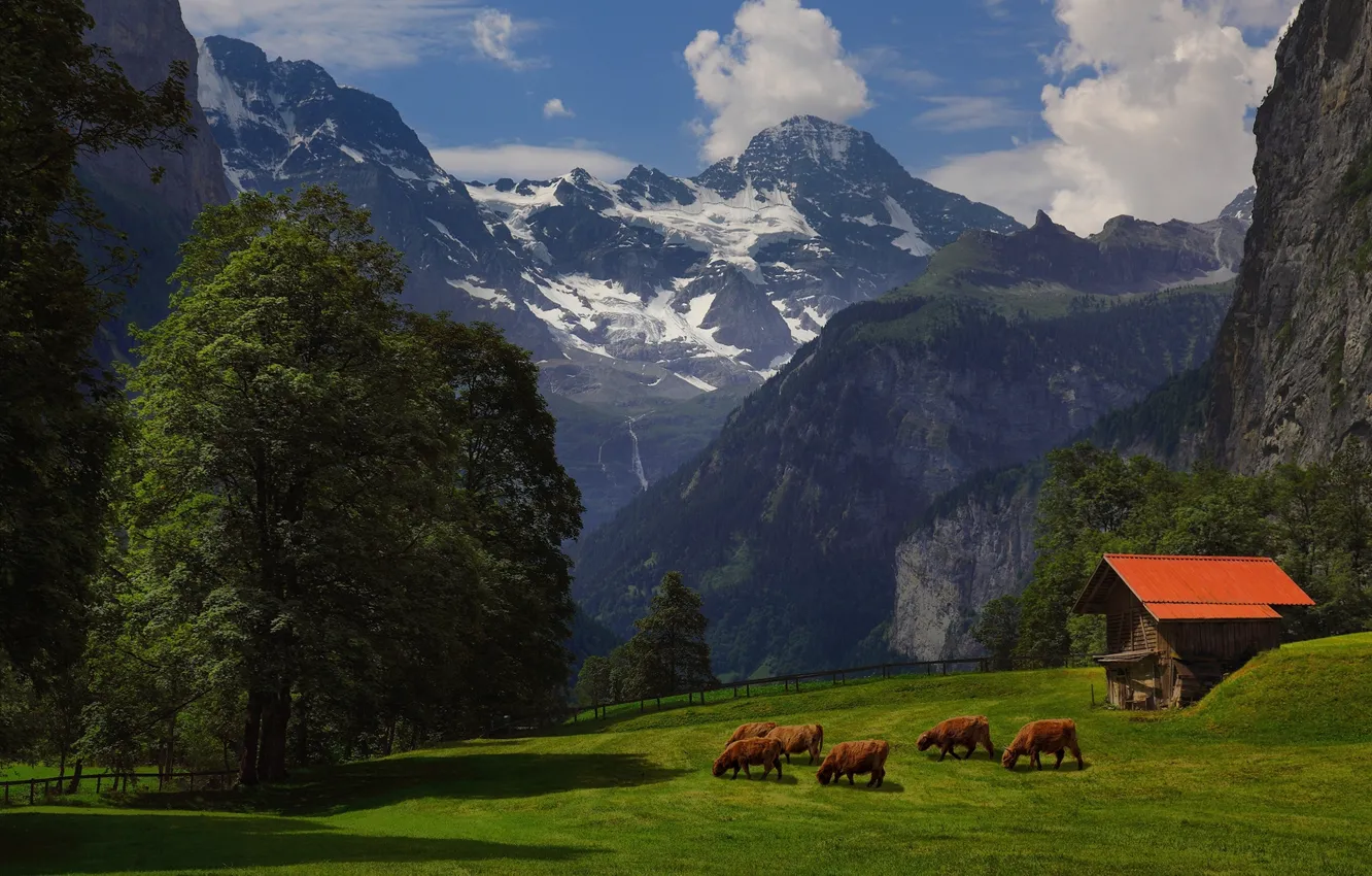 Photo wallpaper summer, grass, trees, mountains, Alps, barn, cows