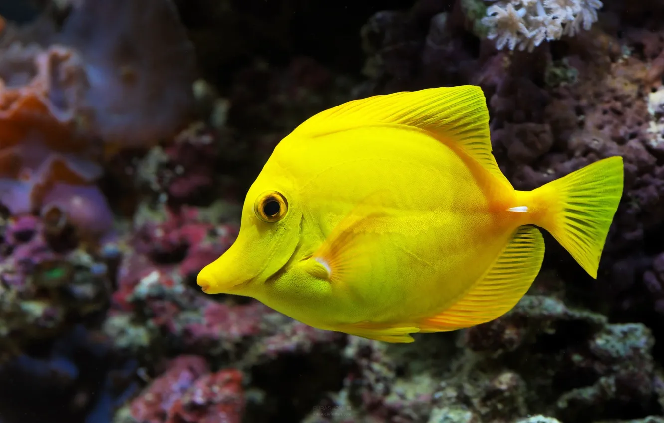 Photo wallpaper yellow, animal, fish