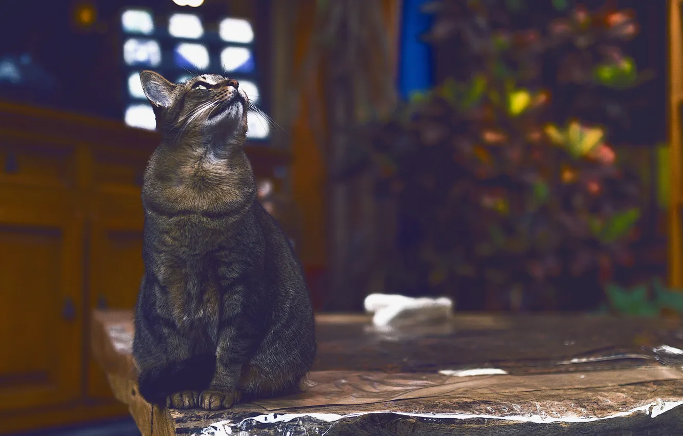 Photo wallpaper cat, background, looks, Kote