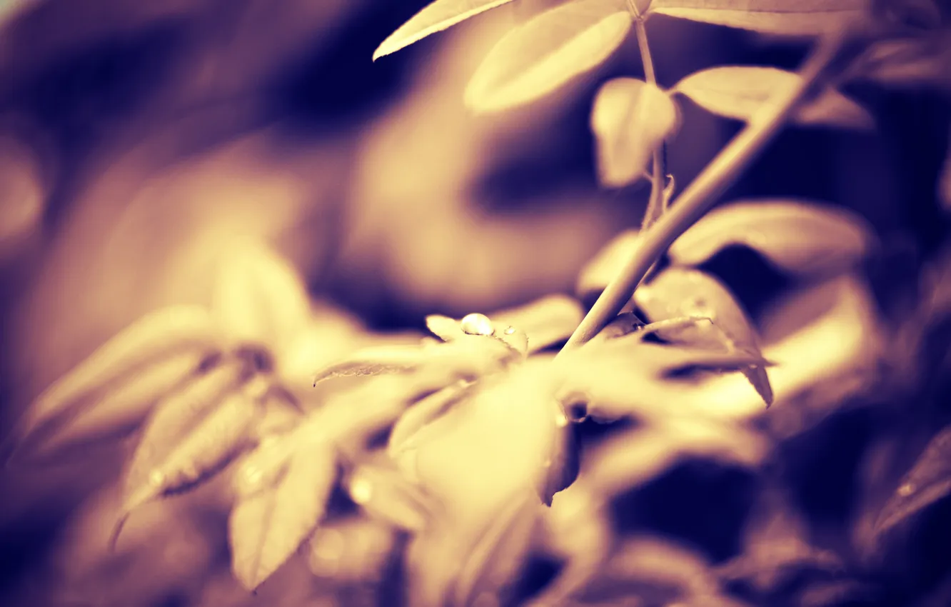 Photo wallpaper leaves, macro, branches, nature, Sepia, macro