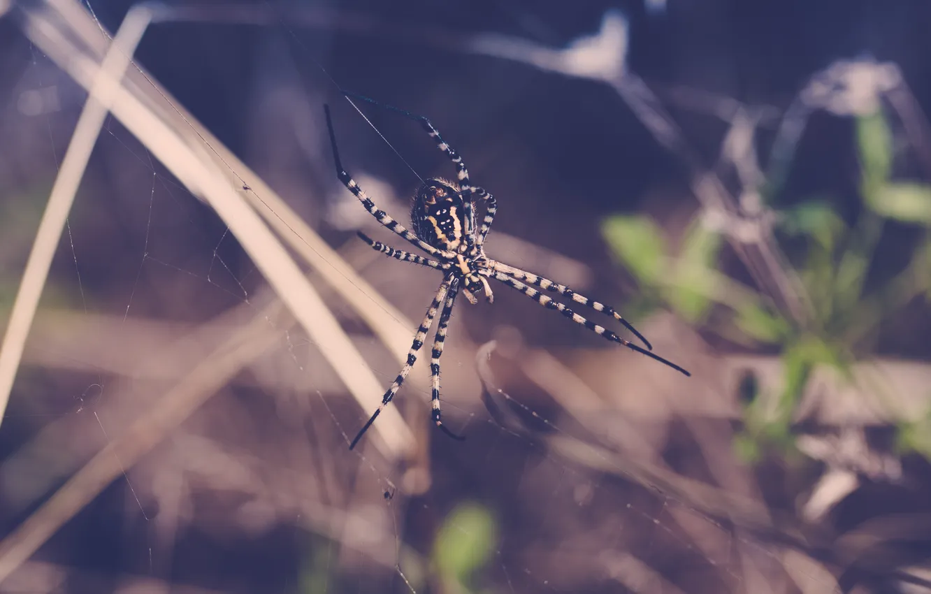 Photo wallpaper legs, web, spider