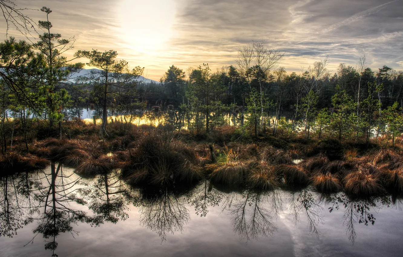 Photo wallpaper autumn, grass, water, nature, surface, reflection, swamp, Dry