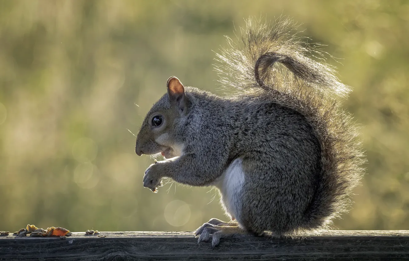 Photo wallpaper nature, background, protein