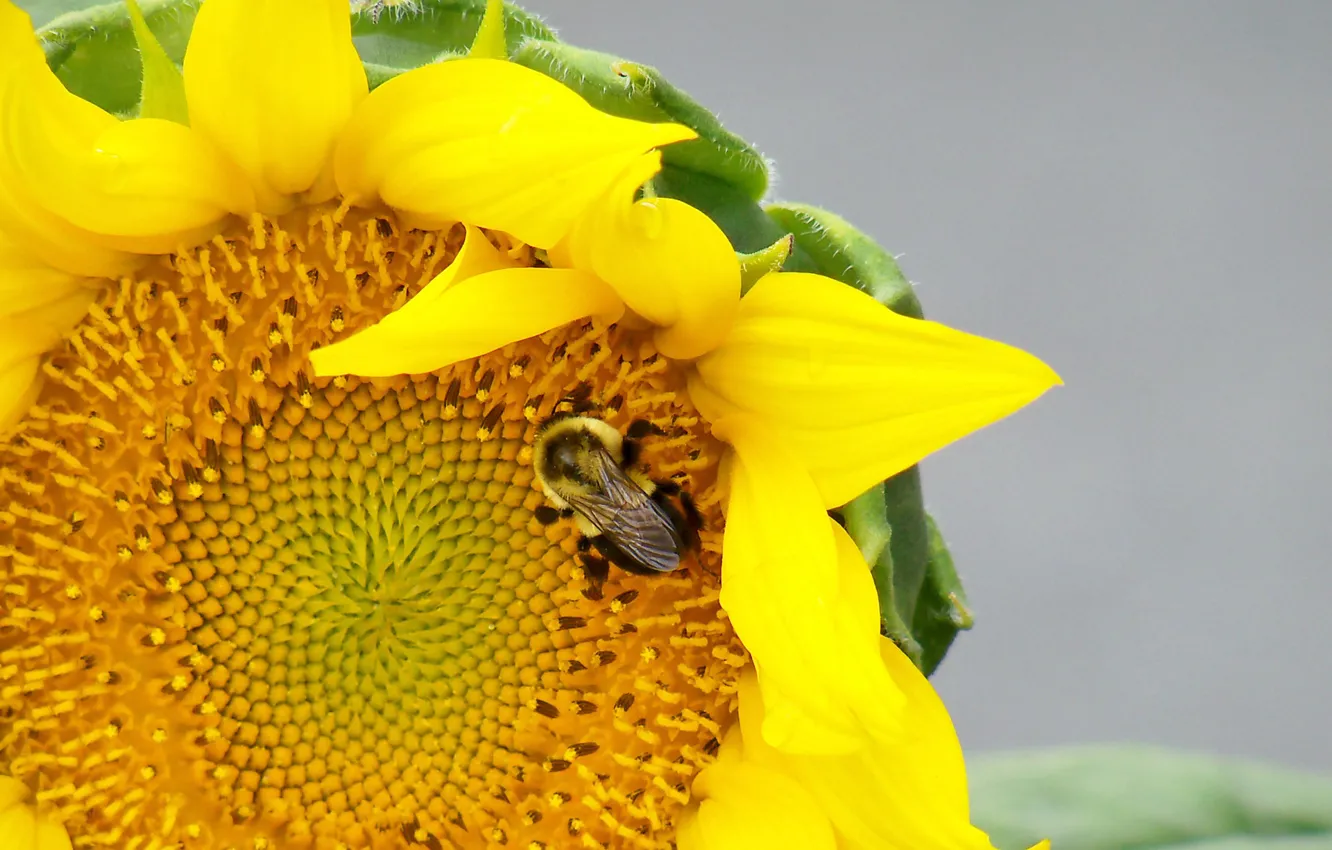 Photo wallpaper flower, macro, sunflower, bumblebee