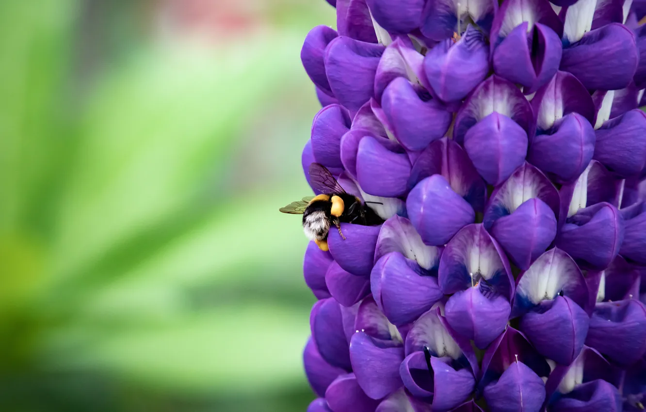 Photo wallpaper purple, macro, bee, lupins