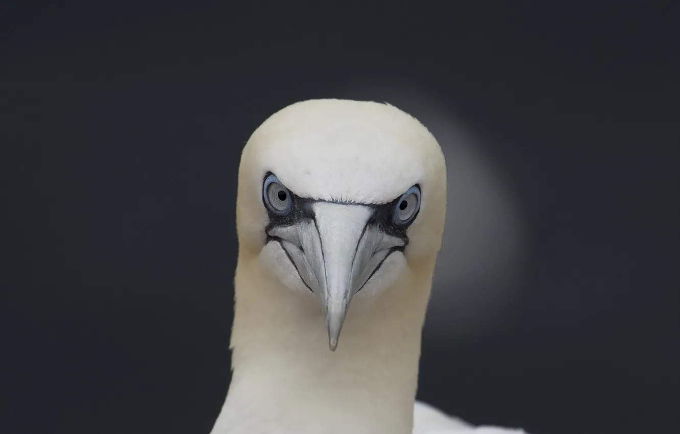 Photo wallpaper bird, eyes, wildlife, gannet