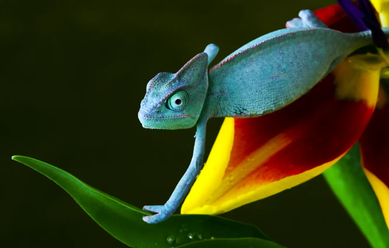 Photo wallpaper flower, blue, yellow, red, green, chameleon, crawling