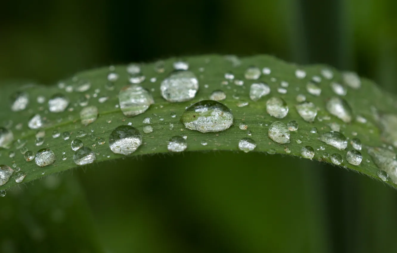 Photo wallpaper summer, grass, drops, macro, rain, after