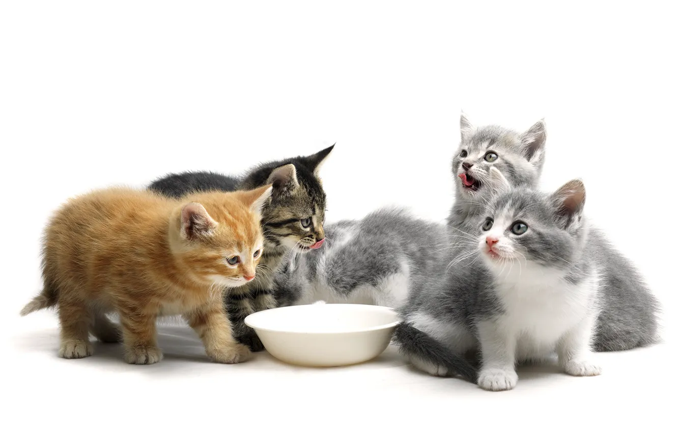 Photo wallpaper language, cat, grey, food, baby, white background, red, bowl