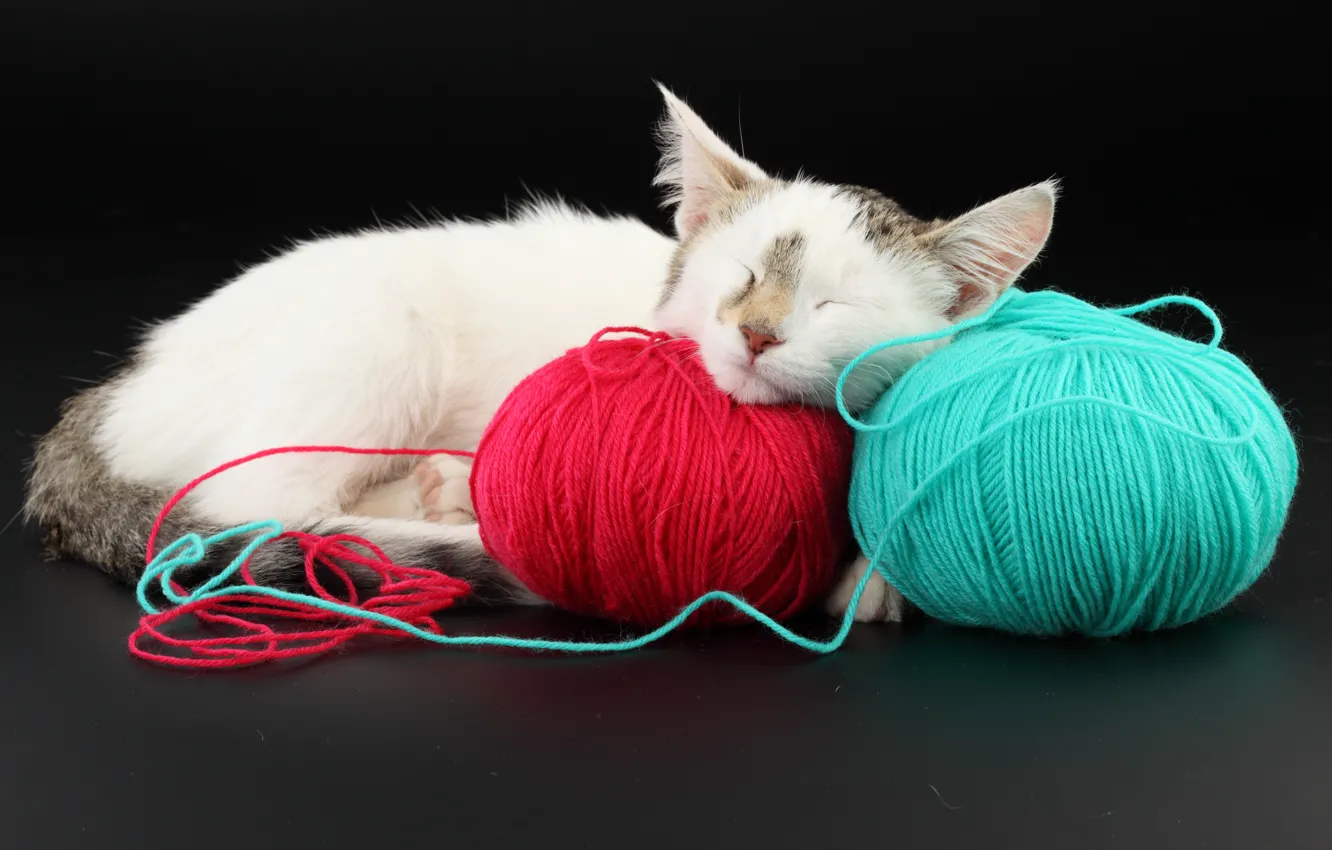 Photo wallpaper cat, red, tangle, blue